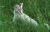 Wildlife on Easy Street - Serval (juvenile)