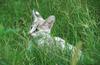 Wildlife on Easy Street - Serval (juvenile)