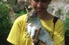 Wildlife on Easy Street - Serval (juvenile)