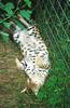 Wildlife on Easy Street - Serval