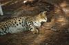 Wildlife on Easy Street - Serval