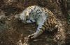 Wildlife on Easy Street - Serval