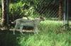 Wildlife on Easy Street - Serval
