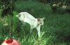 Wildlife on Easy Street - Serval