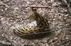 Wildlife on Easy Street - Serval