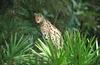 Wildlife on Easy Street - Serval
