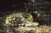 Wildlife on Easy Street - Serval