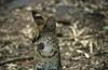 Wildlife on Easy Street - Serval