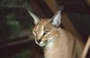 Wildlife on Easy Street - Caracal