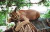 Wildlife on Easy Street - Caracal