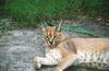 Wildlife on Easy Street - Caracal