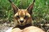 Wildlife on Easy Street - Caracal