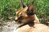 Wildlife on Easy Street - Caracal