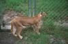 Wildlife on Easy Street - Caracal