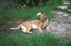 Wildlife on Easy Street - Caracal