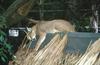 Wildlife on Easy Street - Caracal