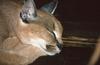 Wildlife on Easy Street - Caracal