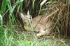 Wildlife on Easy Street - Caracal