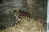 Wildlife on Easy Street - Margay