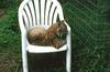 Wildlife on Easy Street - Bobcat