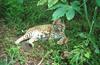 Wildlife on Easy Street - Bobcat