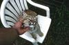 Wildlife on Easy Street - Bobcat