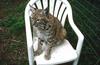 Wildlife on Easy Street - Bobcat