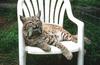 Wildlife on Easy Street - Bobcat