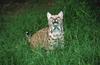 Wildlife on Easy Street - Bobcat