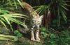 Wildlife on Easy Street - Bobcat