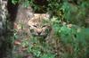 Wildlife on Easy Street - Bobcat