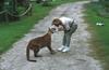 Wildlife on Easy Street - Cougar