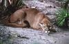 Wildlife on Easy Street - Cougar