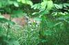 Wildlife on Easy Street - Cougar