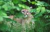 Wildlife on Easy Street - Cougar