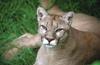 Wildlife on Easy Street - Cougar