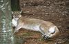 Wildlife on Easy Street - Cougar