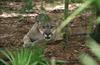 Wildlife on Easy Street - Cougar