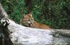 Wildlife on Easy Street - Cougar