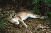 Wildlife on Easy Street - Cougar