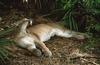 Wildlife on Easy Street - Cougar