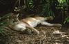 Wildlife on Easy Street - Cougar