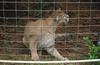 Wildlife on Easy Street - Cougar