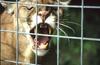 Wildlife on Easy Street - Cougar