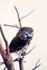 Animal Art : Owl