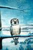 Animal Art : Owl