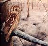 Owl illustration