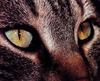 [Eyes] Cat Eye