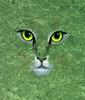 [Eyes] Cat Eyes [animal art]