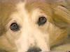 [Eyes] Dog